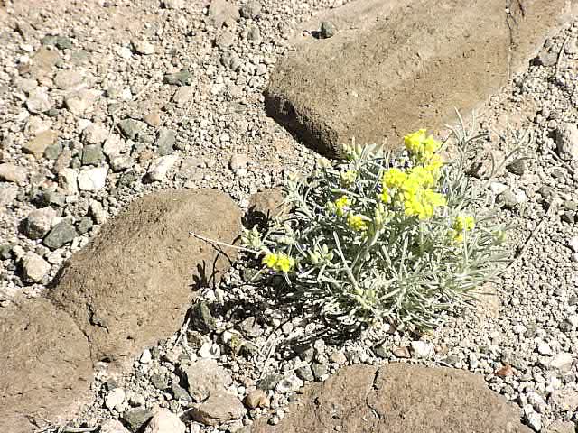 Chrysothamnus nauseosus