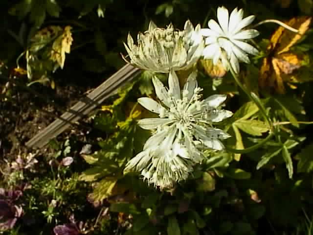 Clematis Vine