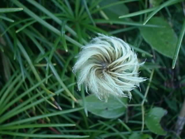 Clematis Seed