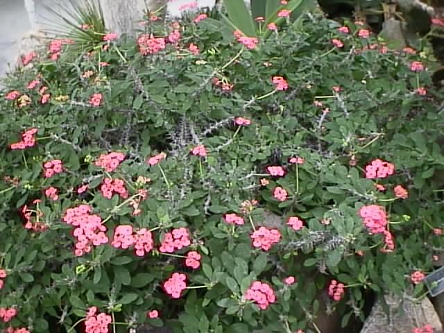 Crown of Thorns, Euphorbia splendens