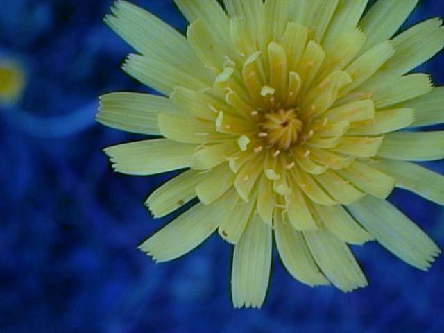 Dandelion in the Garden