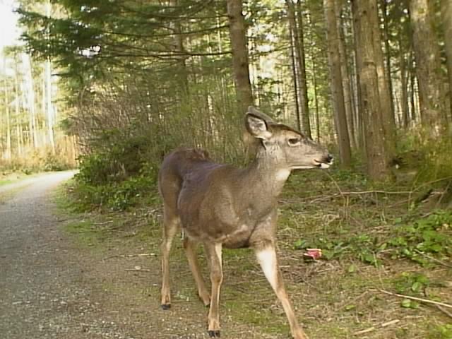 Deer headed for the Garden