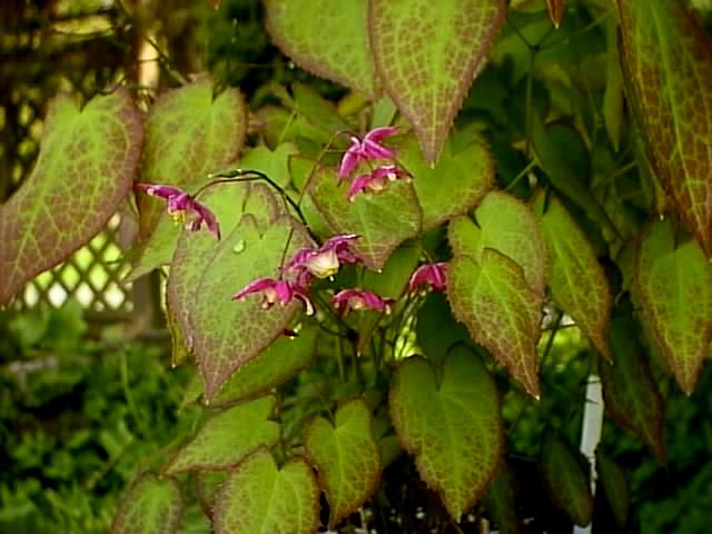 Bishop's Cap, Epimedium