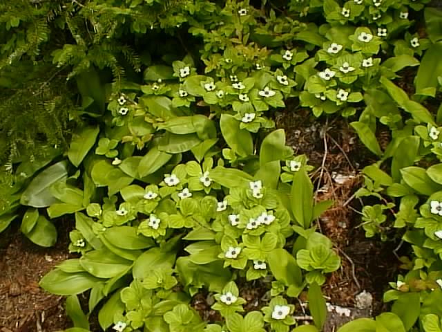 Bunchberries with Queens Cups