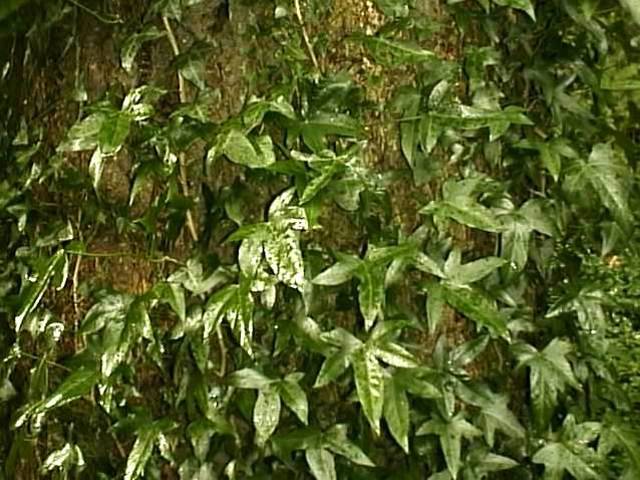 Ivy Growing on a Tree