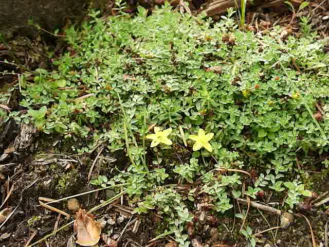 Hypericum cerrestoides