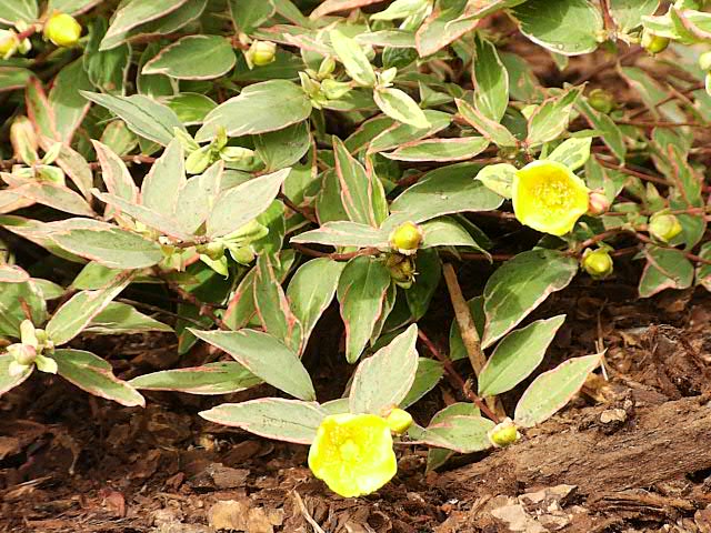 Hypericum moseranum