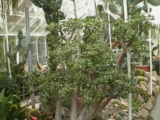 Jade Plant