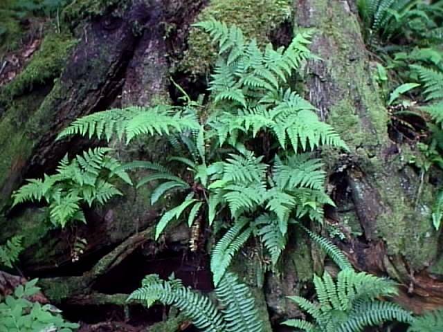 A variety of ferns