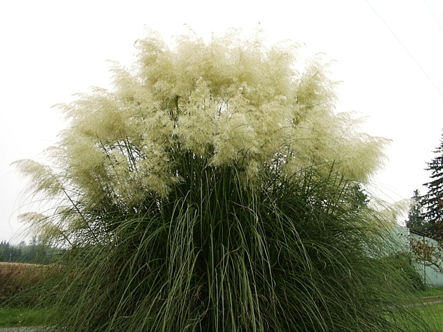 Pampas Grass