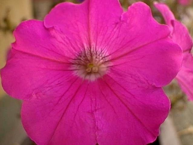 Petunia Flower