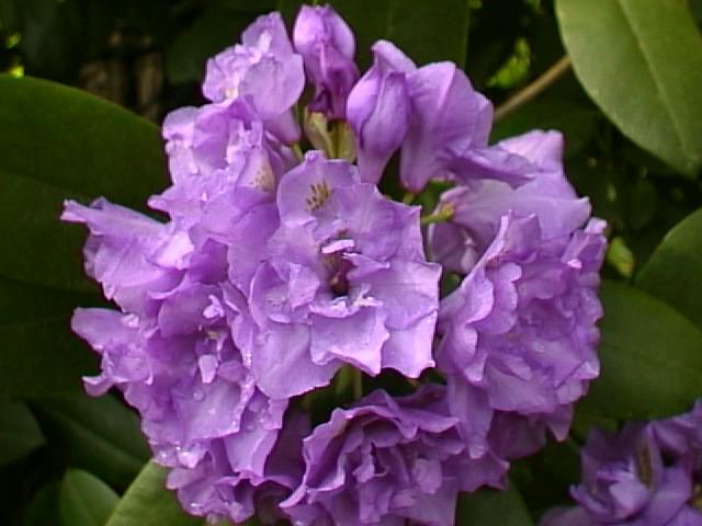 Rhododendron in Bloom