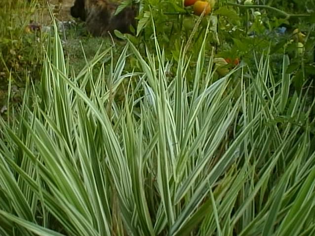 Ribbon grass