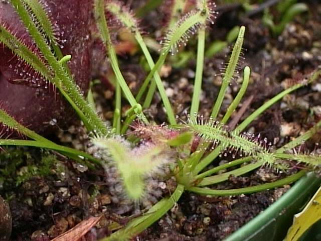 Sundew