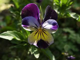 Viola pedata