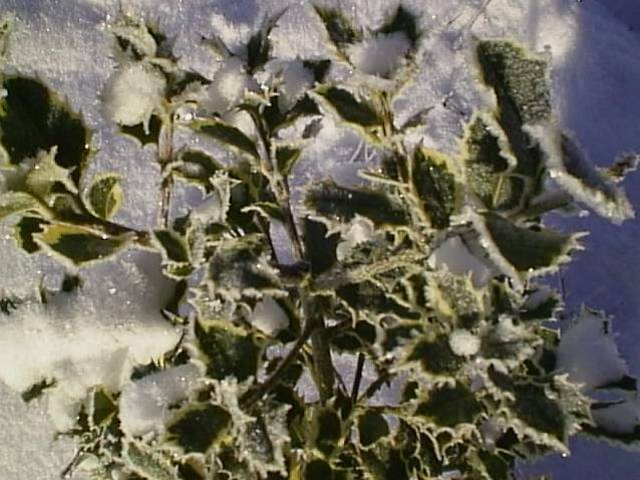 Variegated Holly