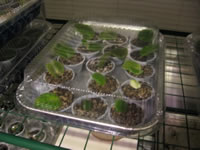 Several Violet leaf cuttings kept in a terrarium type environment