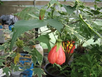 A Red Flowering Maple Plant in Bloom