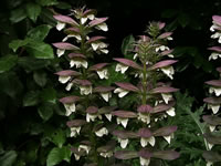 A Bears Breeches Plant in Bloom, Acanthus spinosus