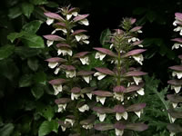 Acanthus spinosus