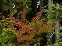 A Vine Maple Showing Autumn Colors, Acer circinatum A Vine Maple Showing Autumn Colors, Acer circinatum