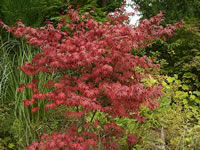 A Coral Bark Japanese Maple Growing at Cedar Hill