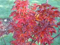 A Japanese Maple, Shishigashira, showing fall color