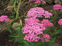 Achillea millefolium 'Pink Grapefruit' Yarrow