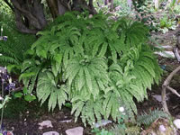 A Pacific Maidenhair Fern Growing in Hummingbird House, Adiantum pedatum