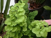 A Delta Maidenhair Fern, Adiantum raddianum