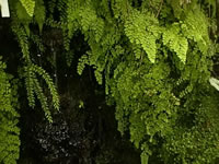 A Colony of Maidenhair Ferns, Adiantum raddianum