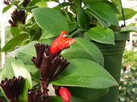 A Lipstick Plant in Bloom, Aeschynanthus radicans A Lipstick Plant in Bloom, Aeschynanthus radicans