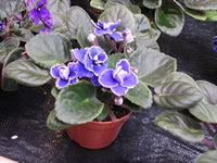 African Violet