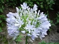 Agapanthus praecox