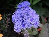 Blue Ageratum Floss Flower in bloom