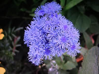 Blue Ageratum Floss Flower in bloom Blue Ageratum Floss Flower in bloom