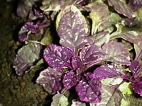 Foliage of a Variegated Bugleweed plant