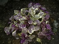 A Variegated Bugleweed plant, Ajuga genevensis