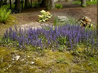 A Large Patch of Ajugas in Bloom