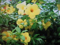 A Golden Trumpet Vine in Bloom, Allamanda cathartica A Golden Trumpet Vine in Bloom, Allamanda cathartica