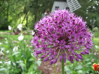 A Flowering Persian onion, Allium aflatunense in bloom