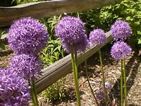 Giant Flowering Onions, Allium giganteum in bloom