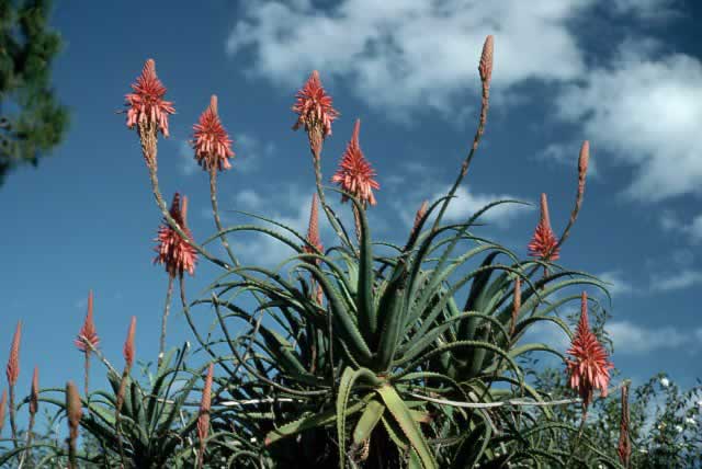 Aloe Vera Plants