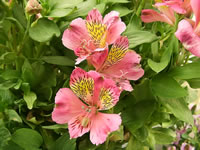 A Peruvian Lily in Bloom, Alstroemeria