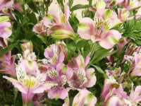 A Mass of Hybrid Peruvian Lily Flowers, Alstroemeria