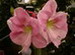 A Pink Flowered Amaryllis | Plant in Bloom
