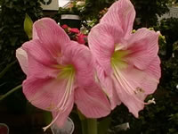 An Amaryllis plant with pink flowers in bloom