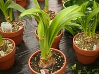 Amaryllis Bulbs beginning to grow