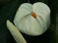 A Shiny White Flamingo Flower Bract