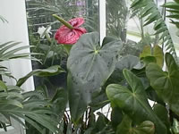 A Bright Red Anthurium Andraeanum in Bloom